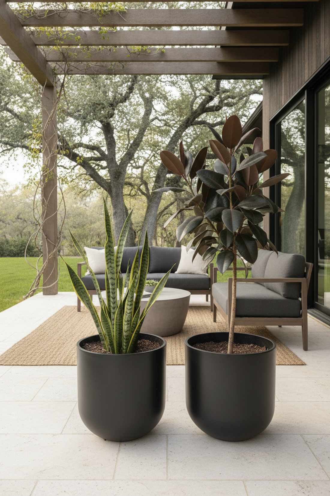 rubber tree and snake plant duo