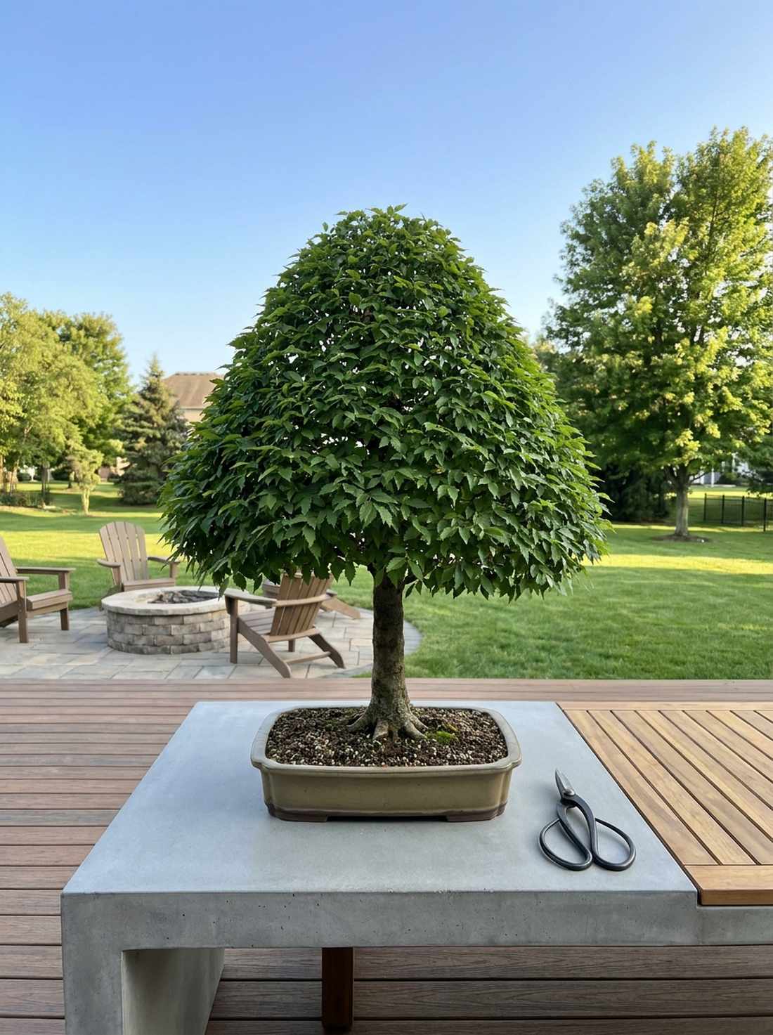 zelkova