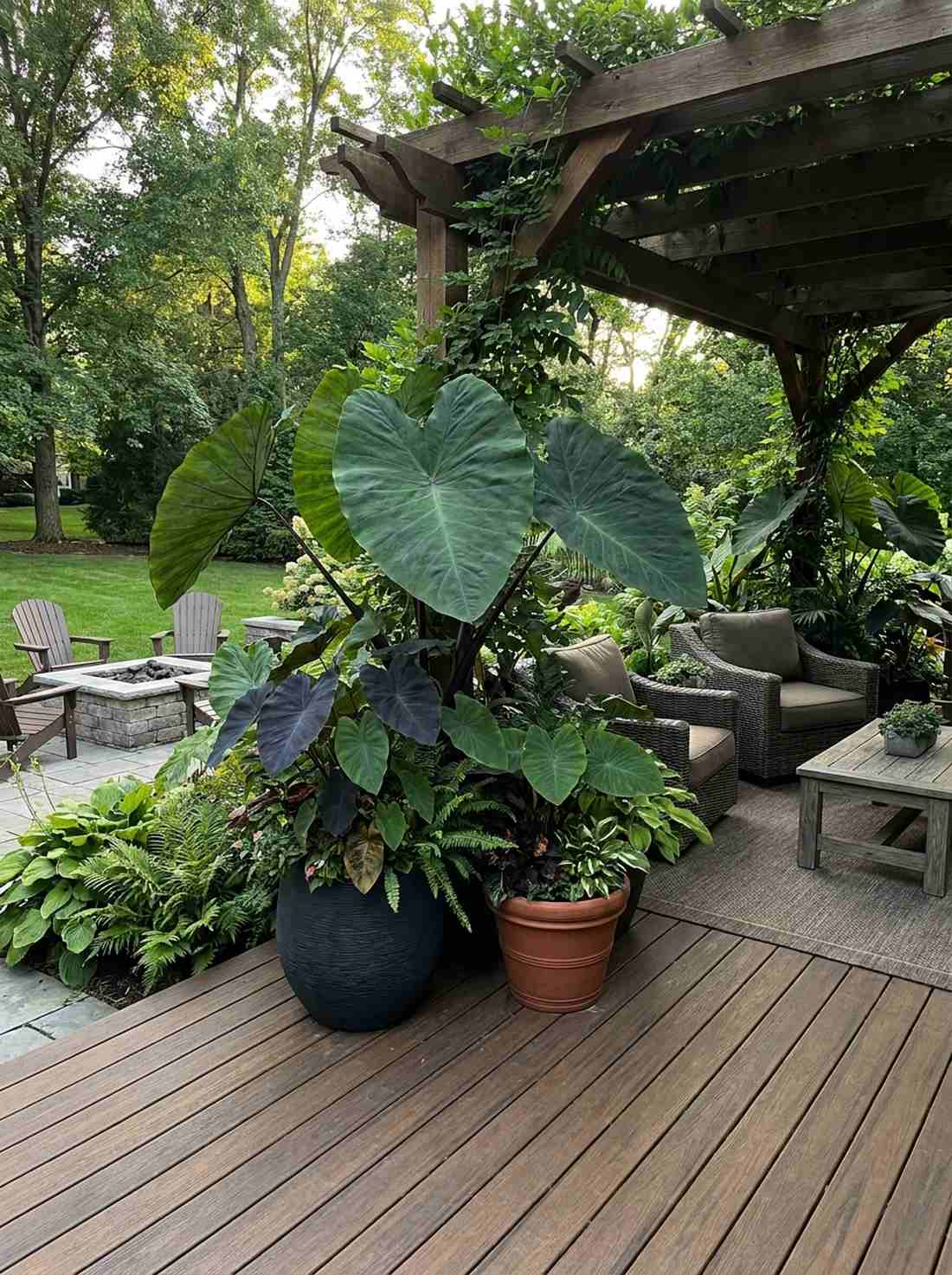 elephant ear colocasia