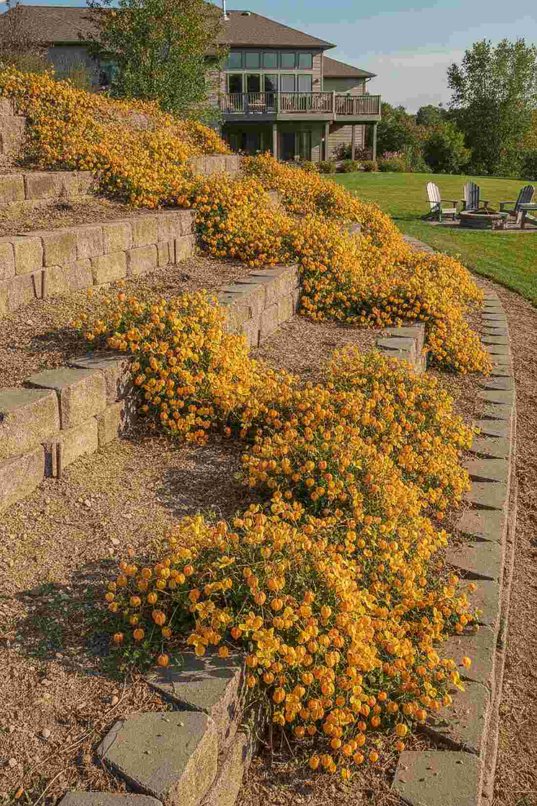 clematis tangutica golden lanterns