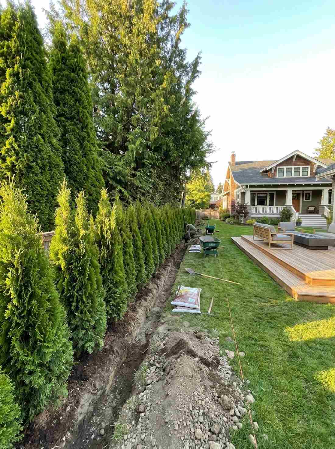 privacy hedge wall