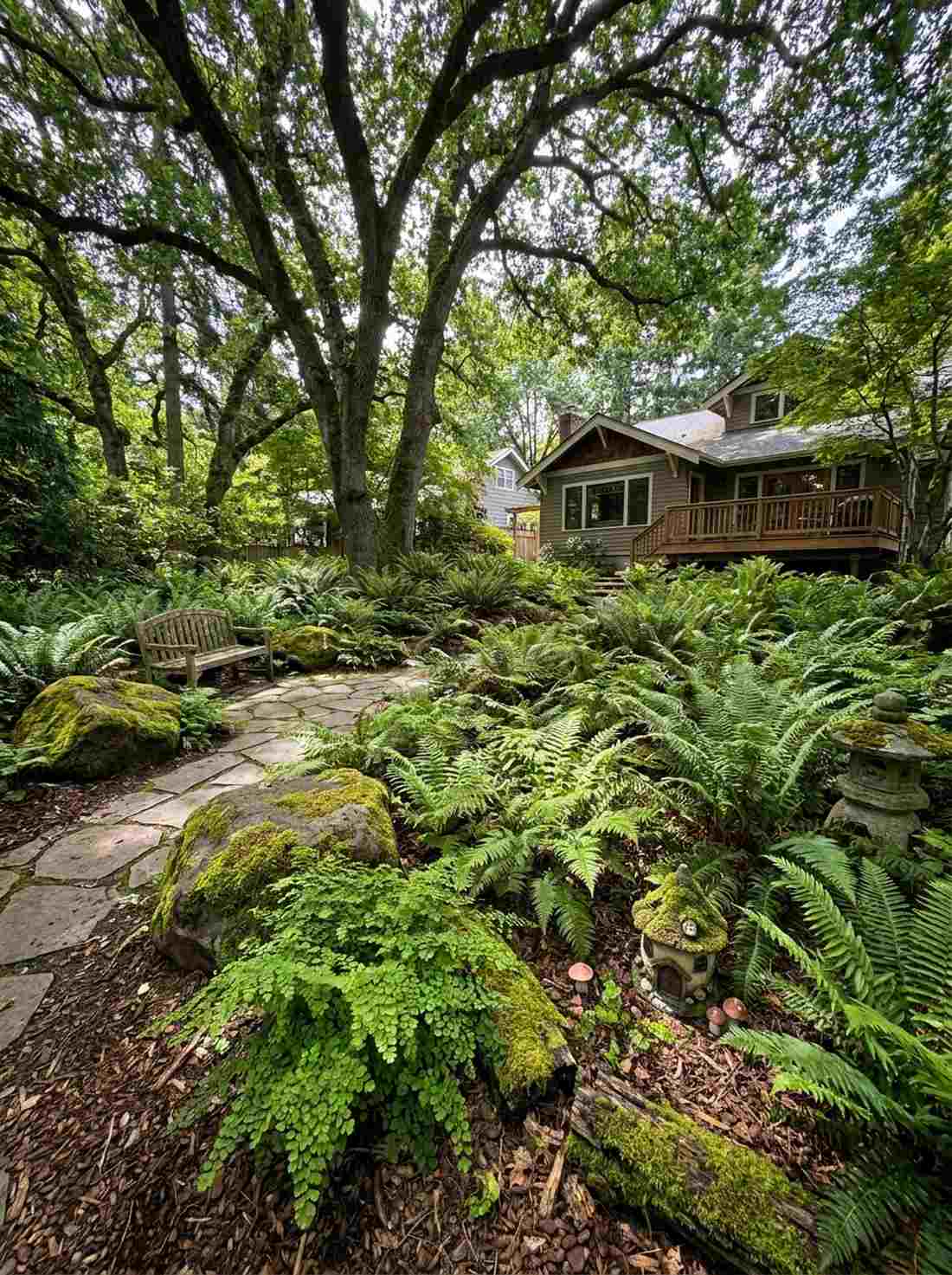 woodland fern colonies
