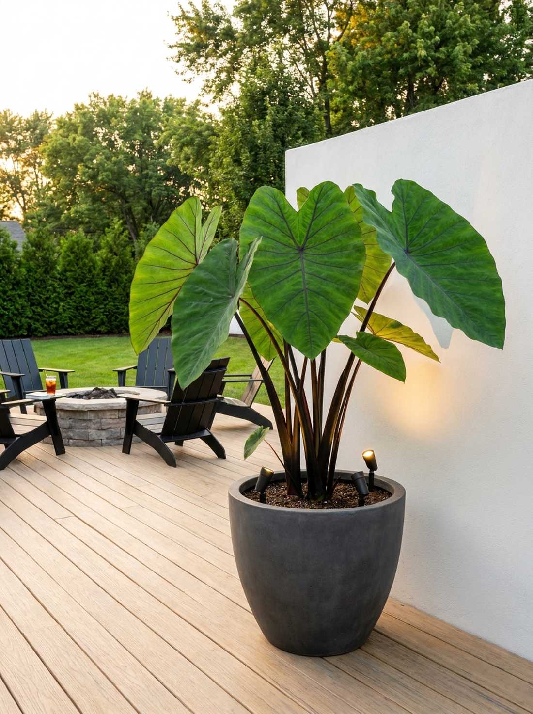 black stem elephant ear