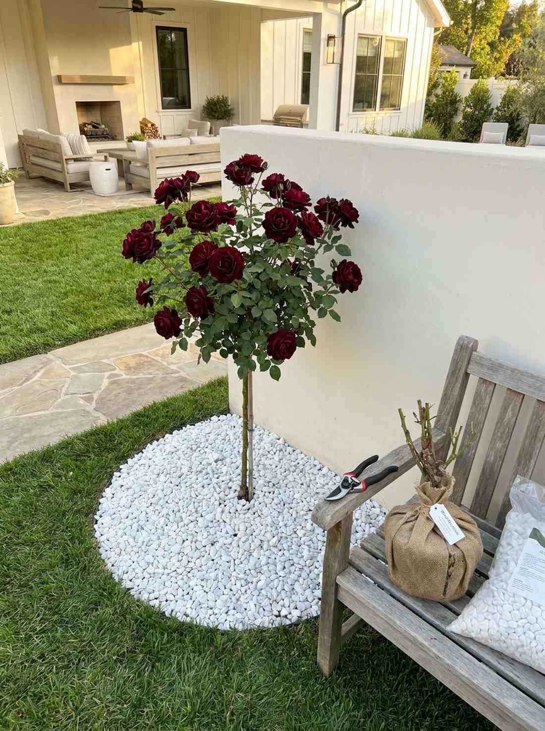 black baccara