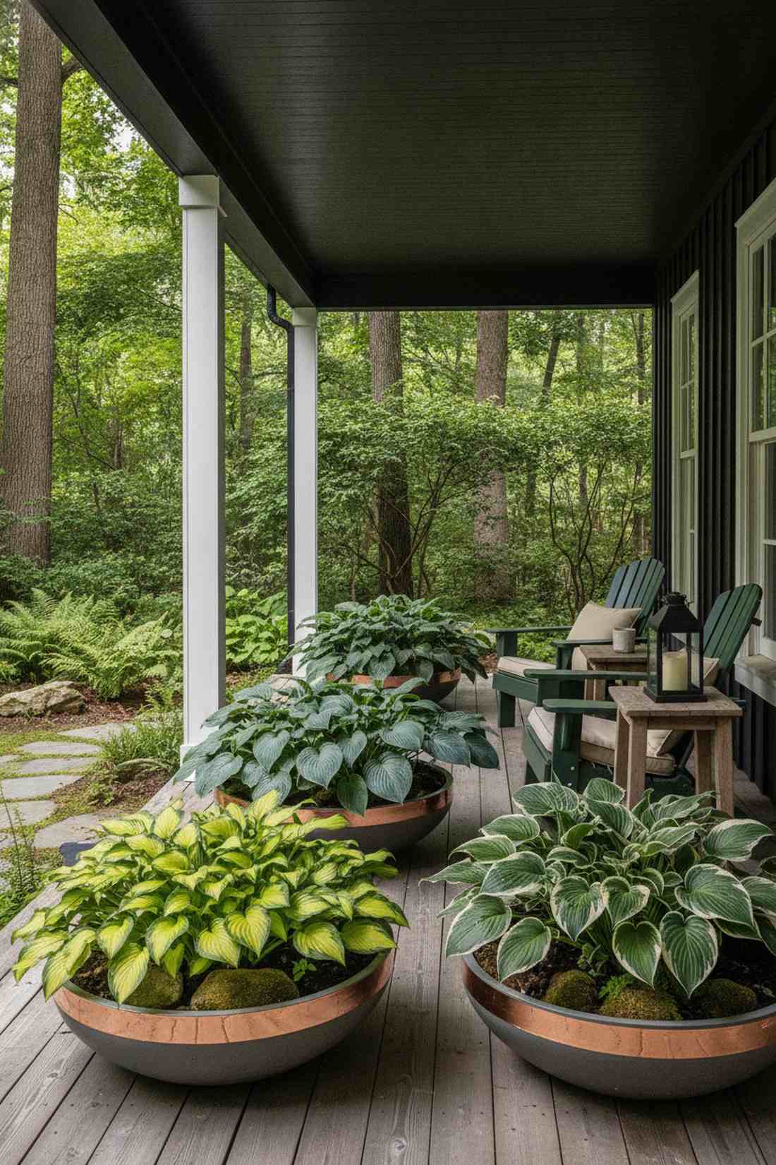 hosta collections