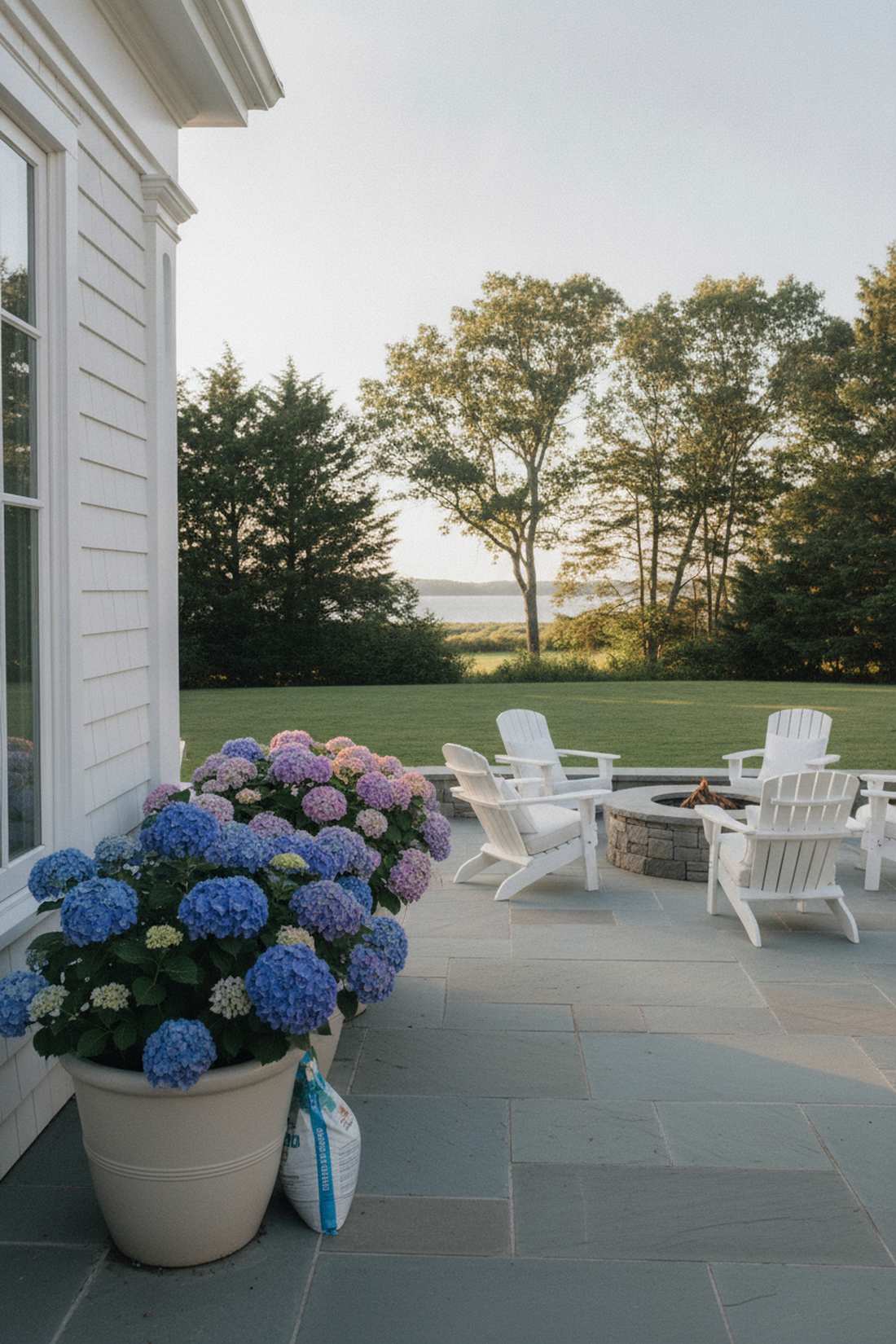 hydrangea