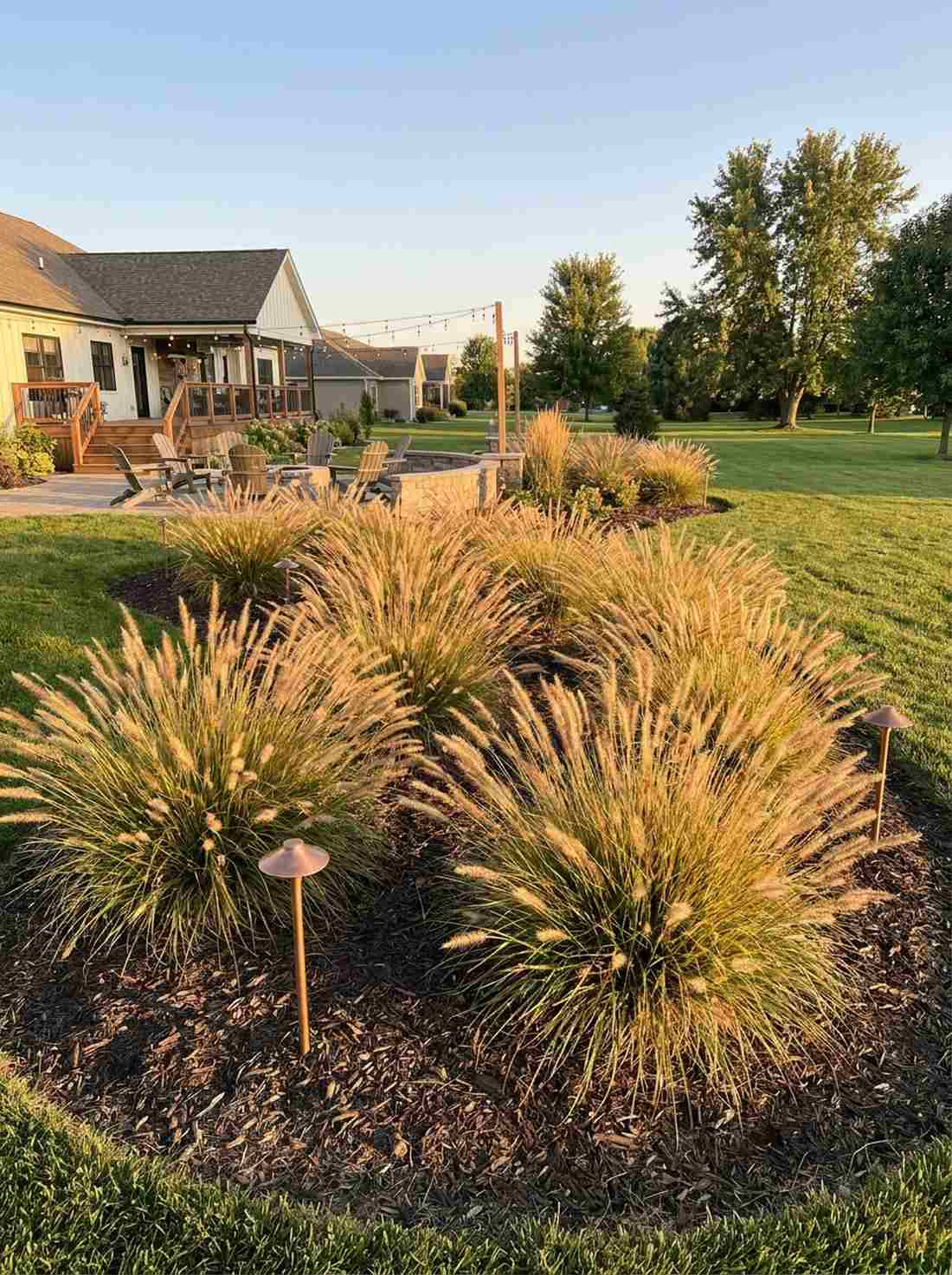 ornamental grasses
