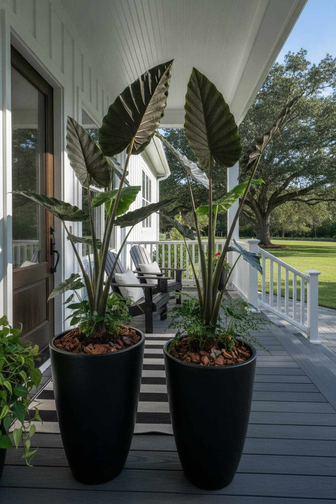 alocasia metallic foliage