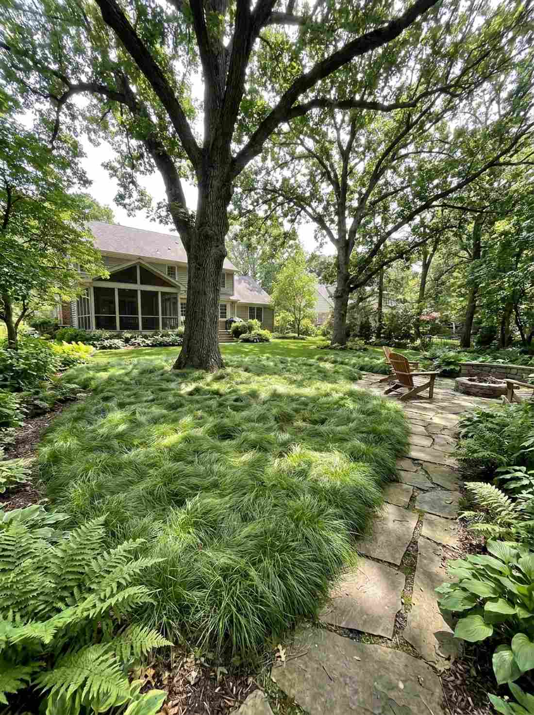 carex evergreen groundcover