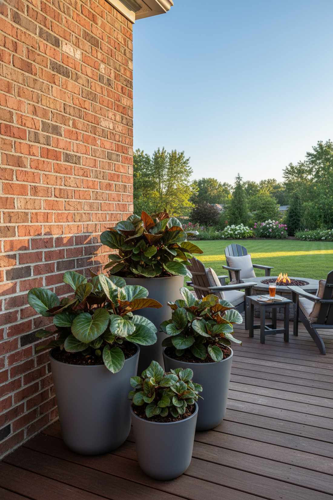 bergenia
