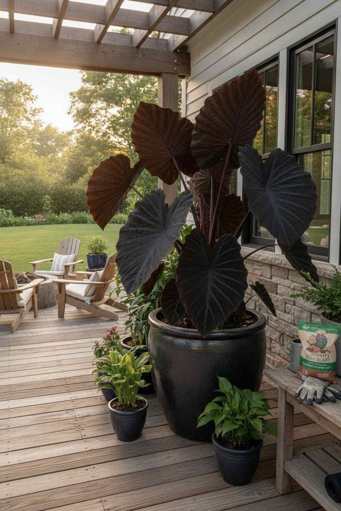 colocasia esculenta black magic