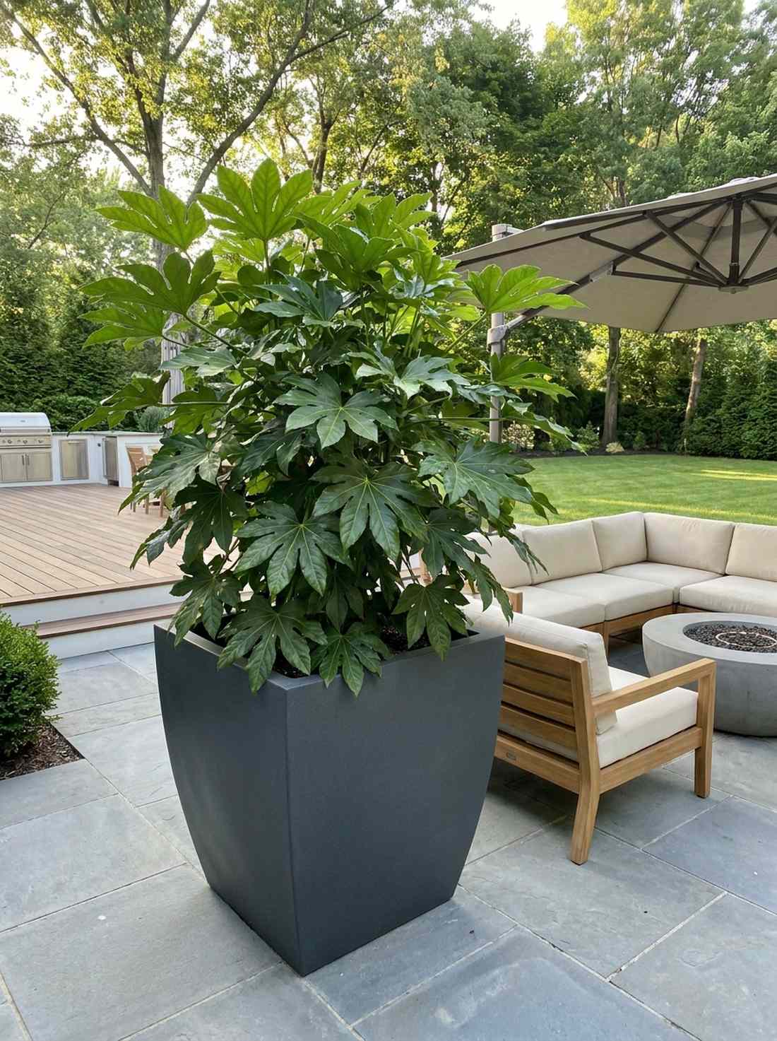 fatsia japonica statement shrubs
