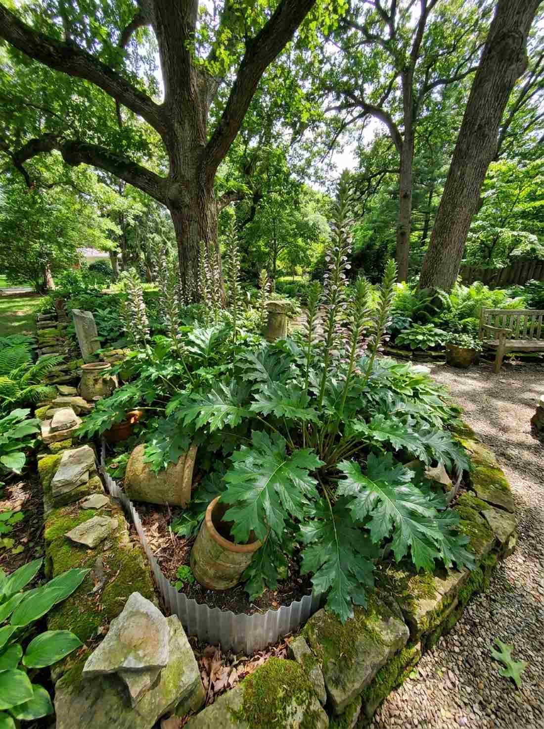 acanthus mollis bears breeches