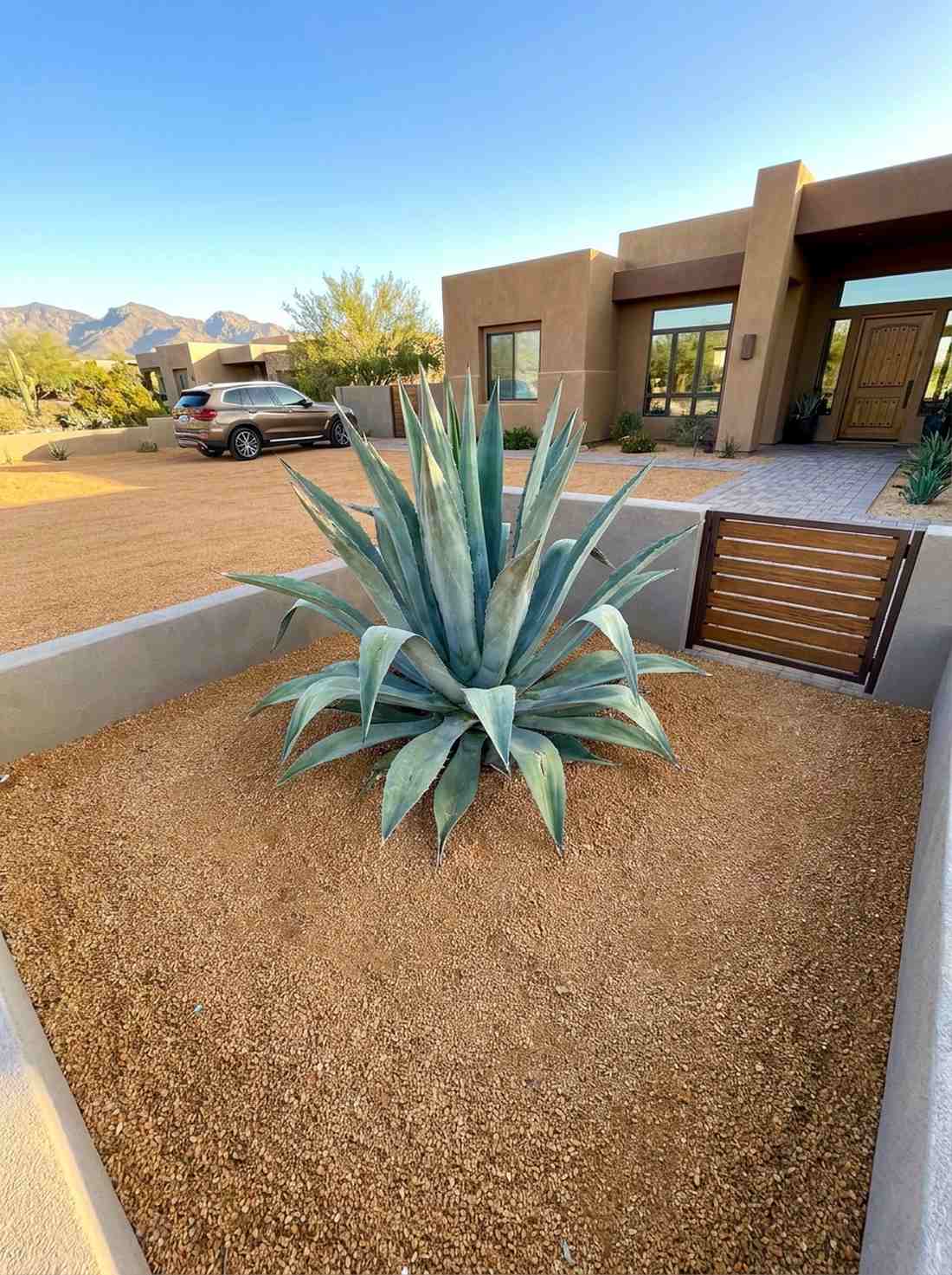 agave americana
