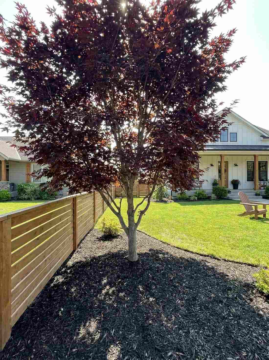 bloodgood maple