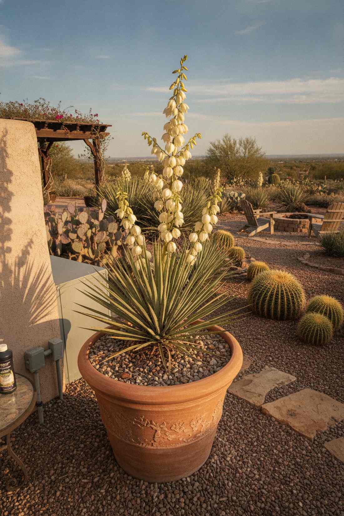 yucca