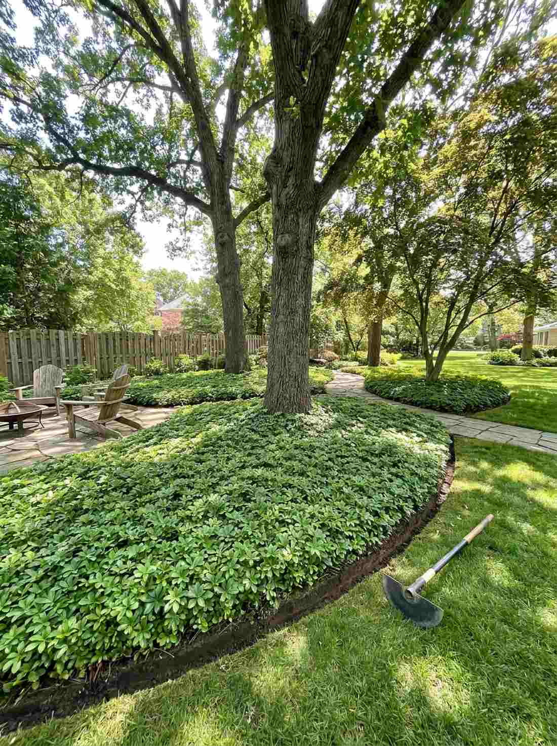 pachysandra terminalis shade tolerant mats
