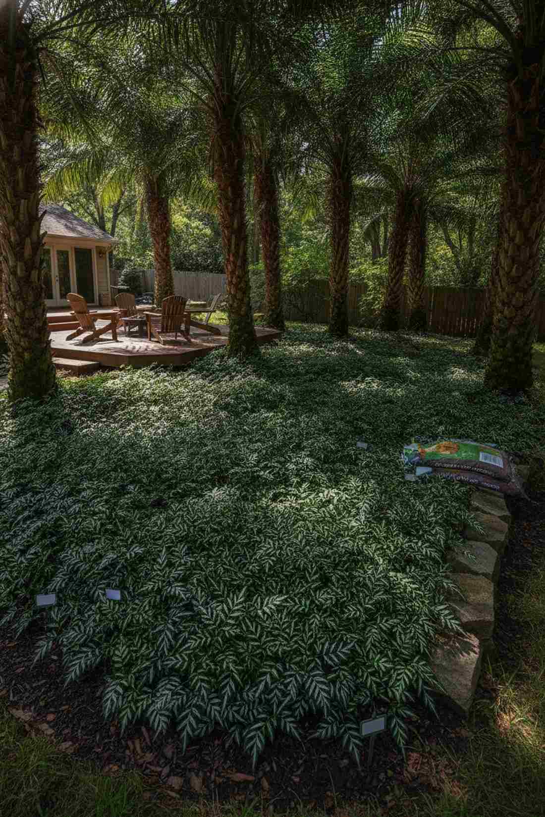 pteris cretica cretan brake fern