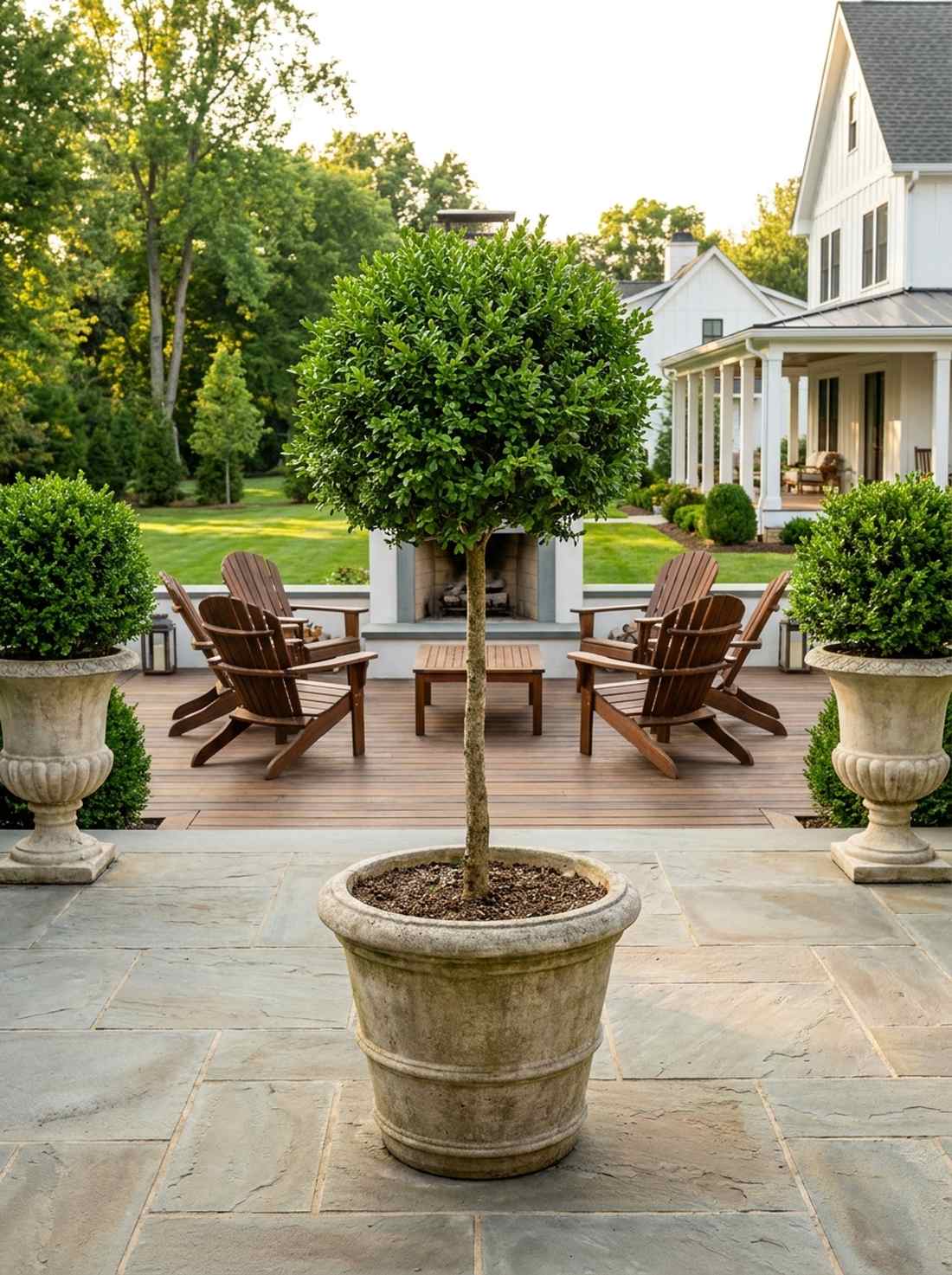 boxwood