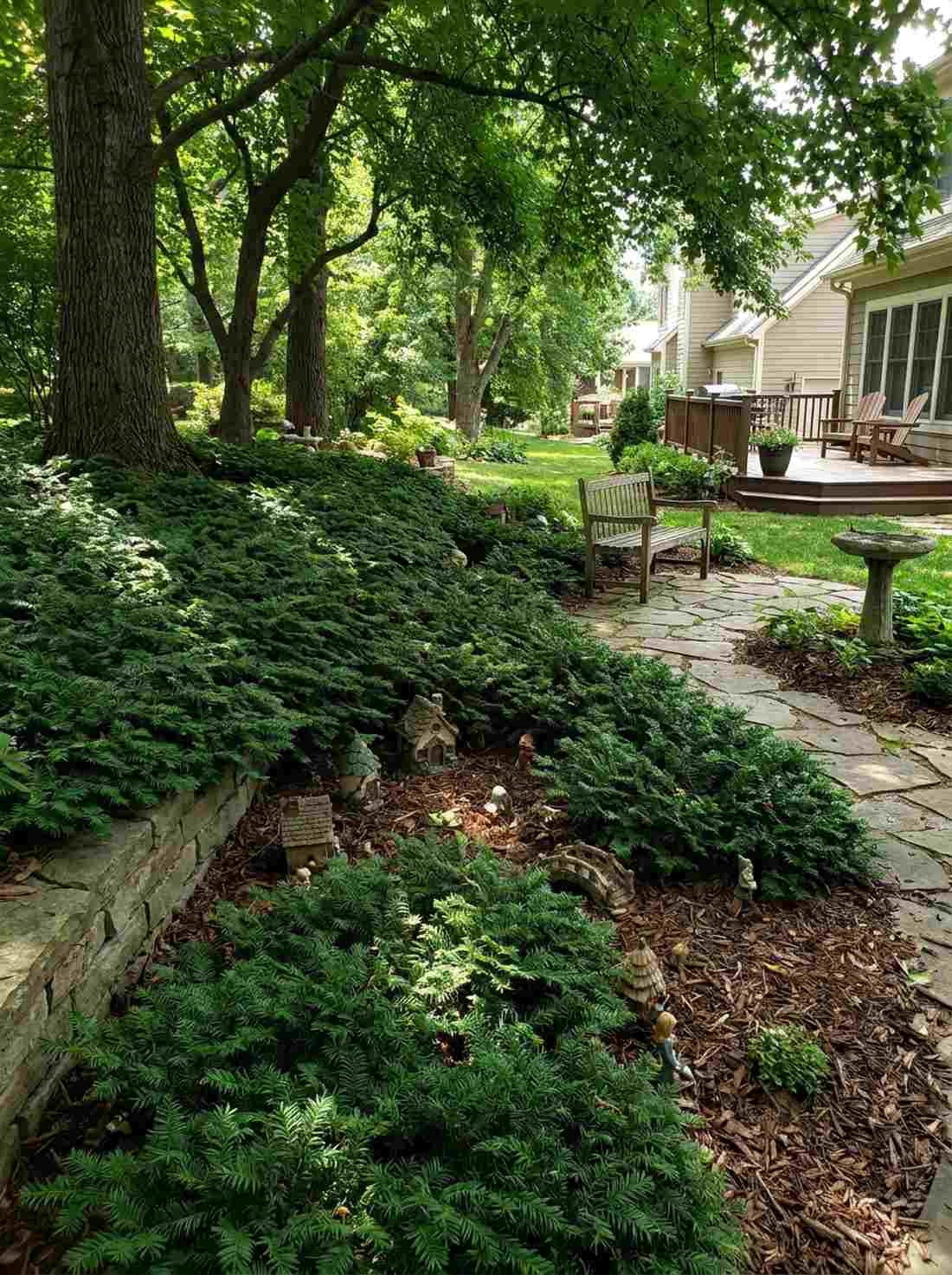 japanese plum yew