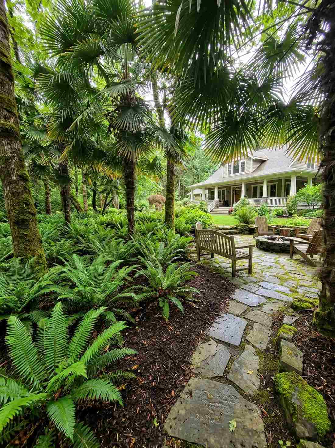 palm and fern understory