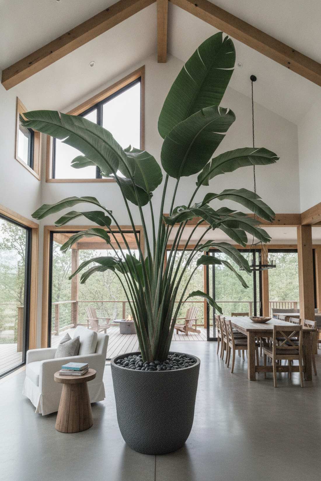 strelitzia nicolai