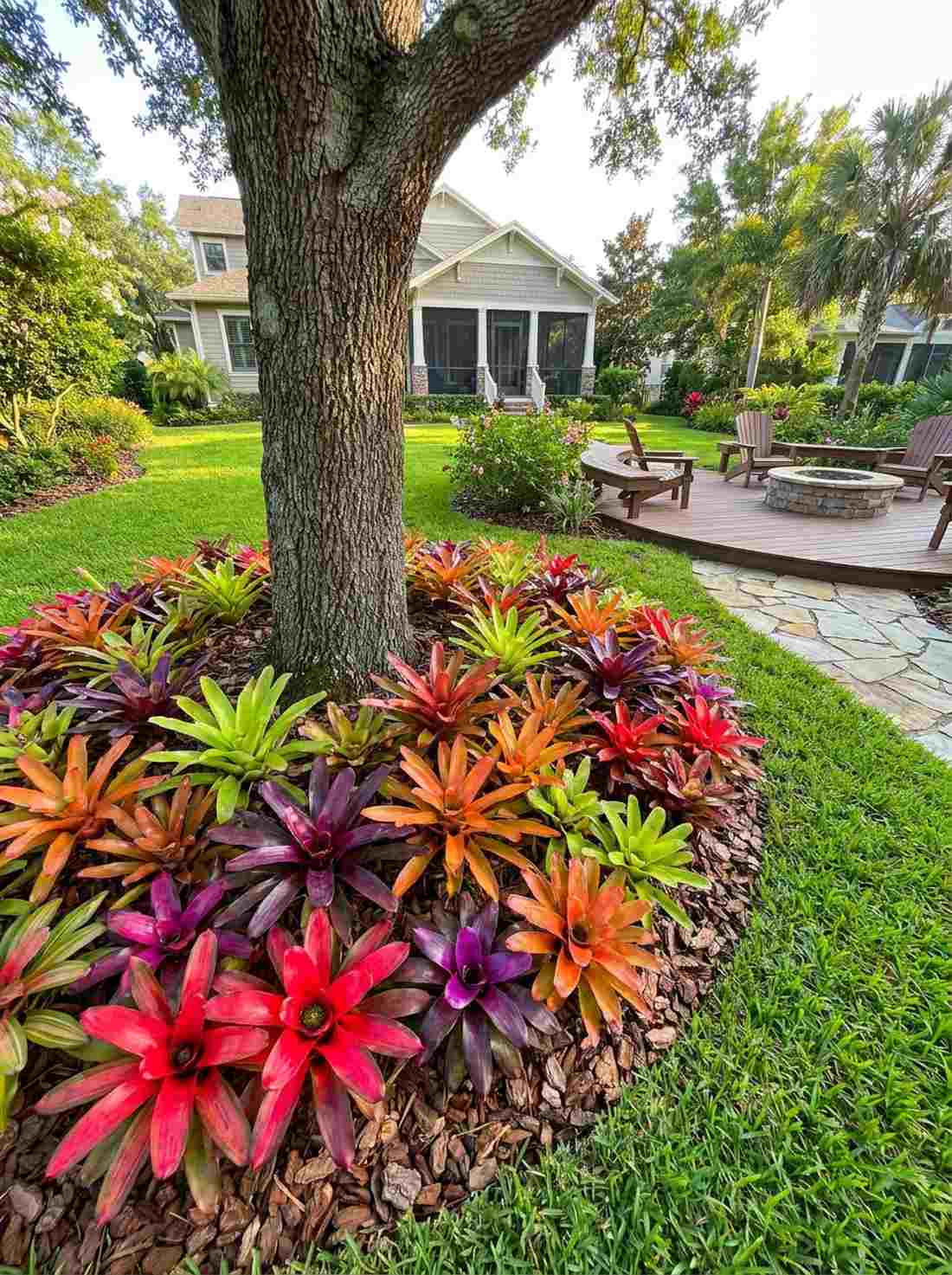 bromeliad cluster at base layer