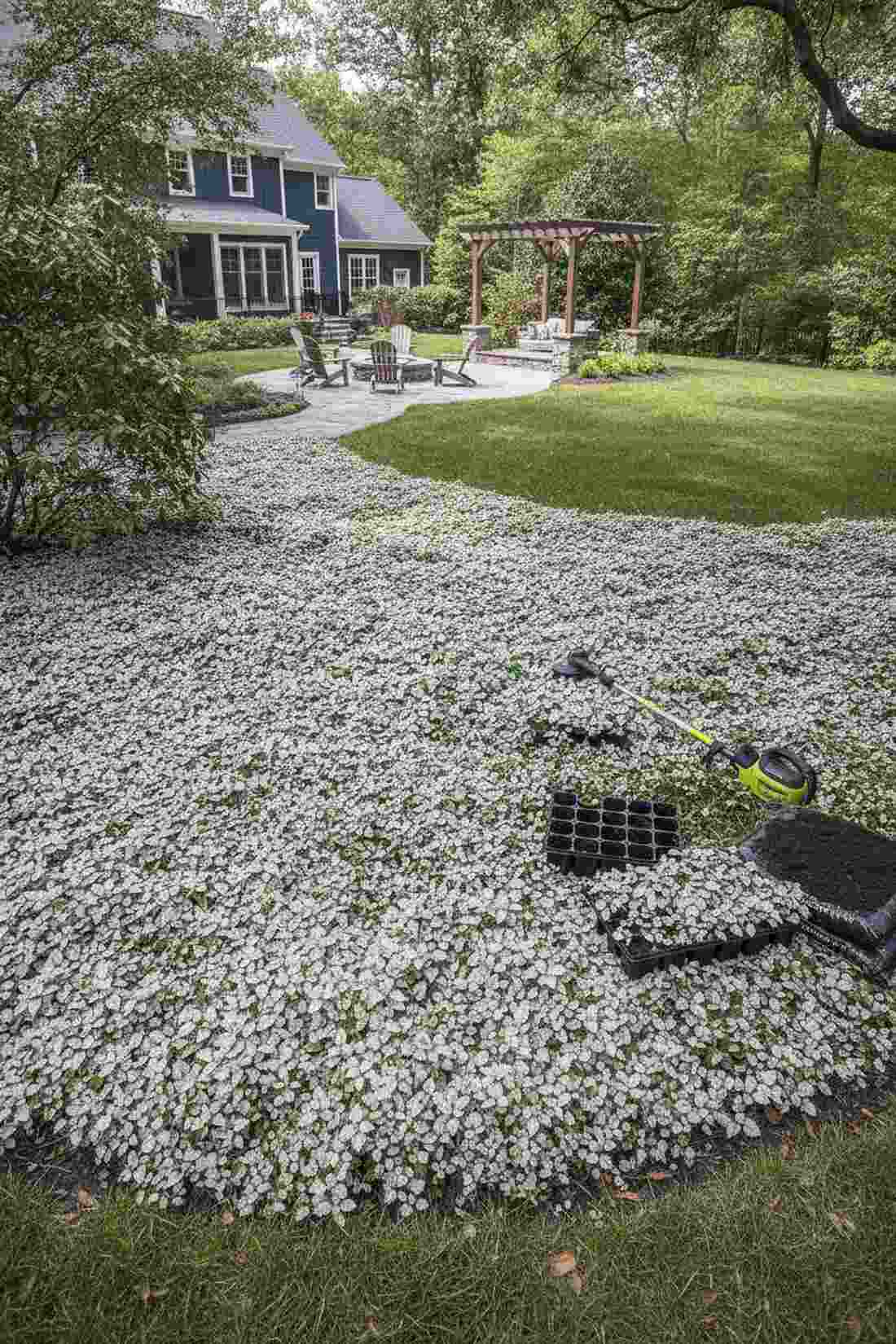 lamium maculatum beacon silver