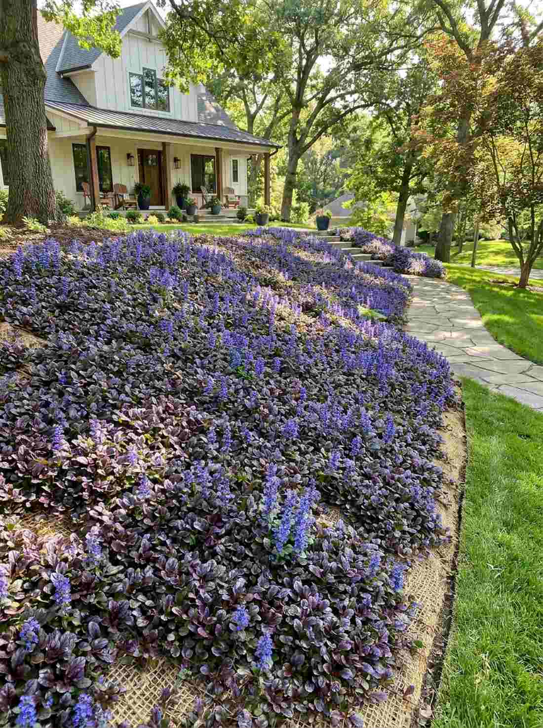 ajuga for rapid coverage