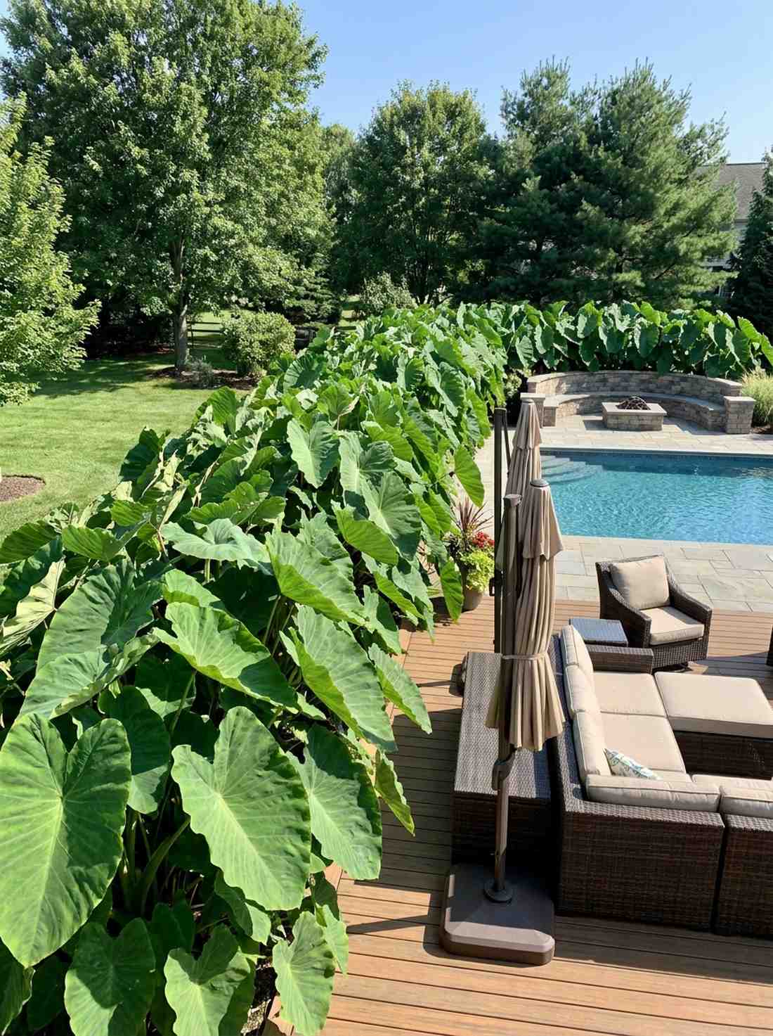 elephant ear border for soft screening
