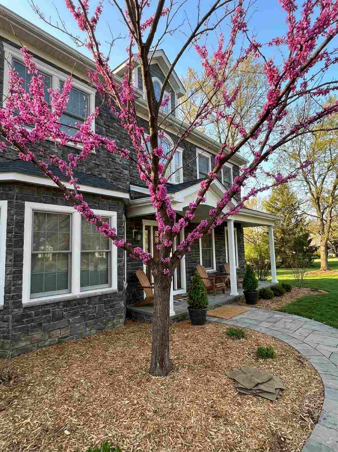 redbud