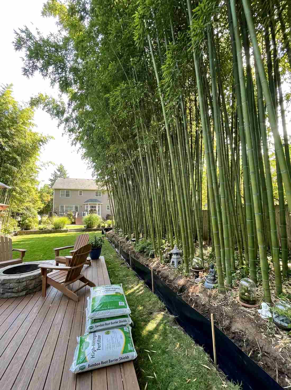 timber bamboo