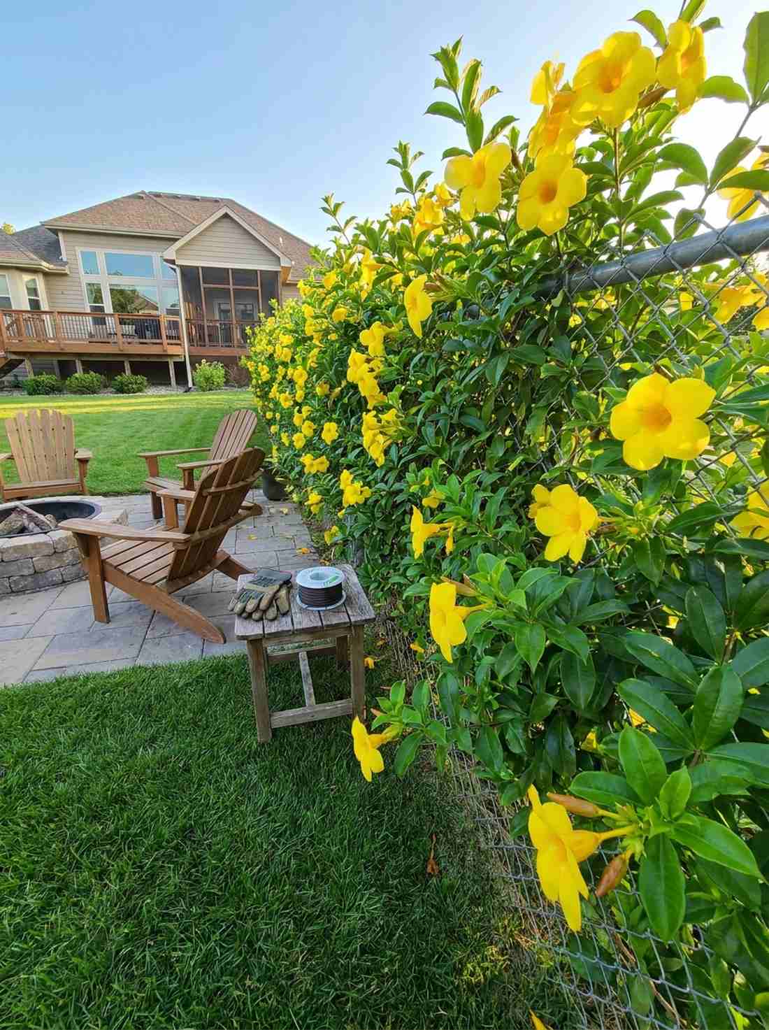 allamanda cathartica golden trumpet