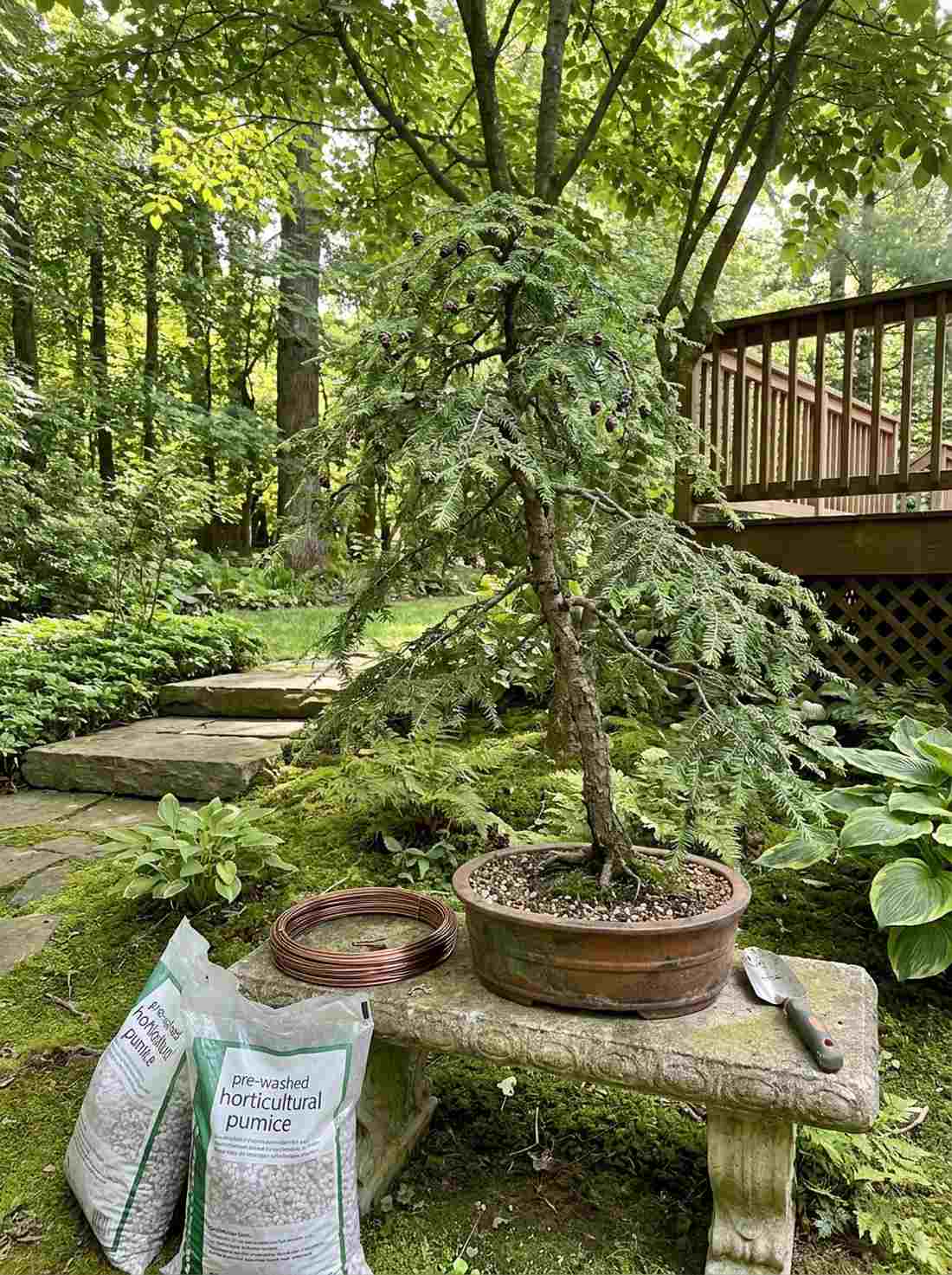 hemlock