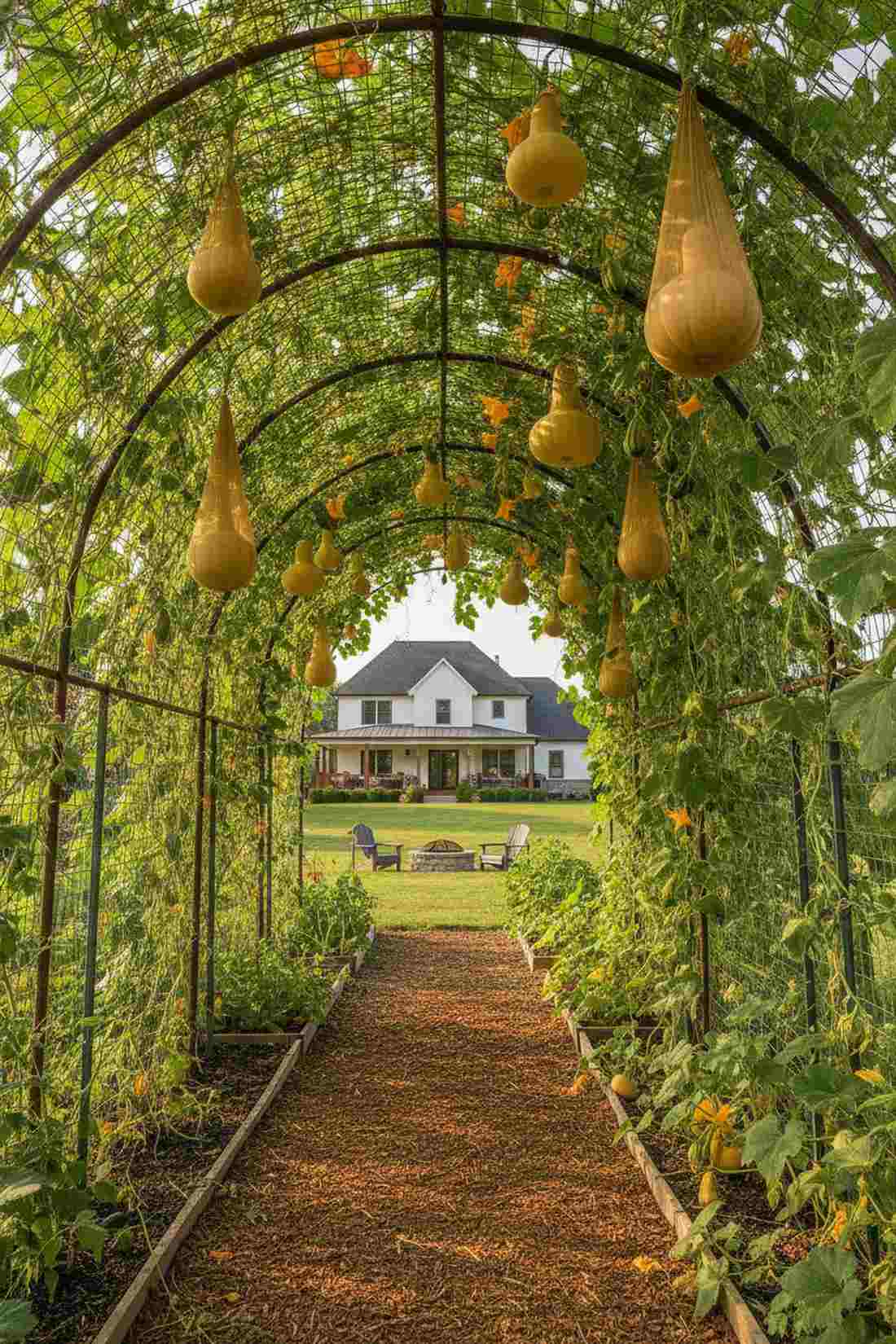 trellis arch for squash