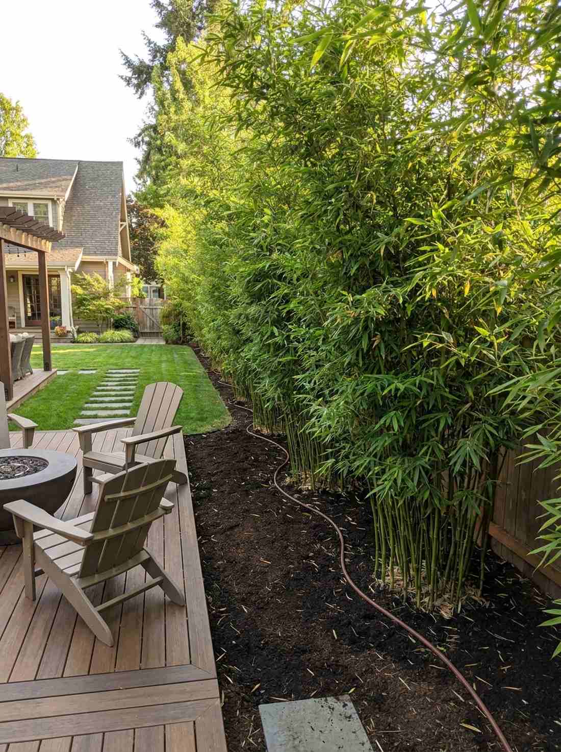 hedge bamboo