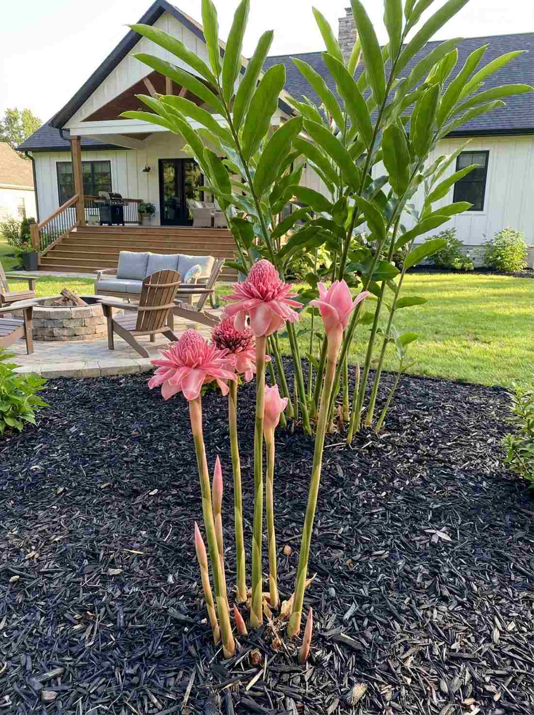 etlingera elatior torch ginger