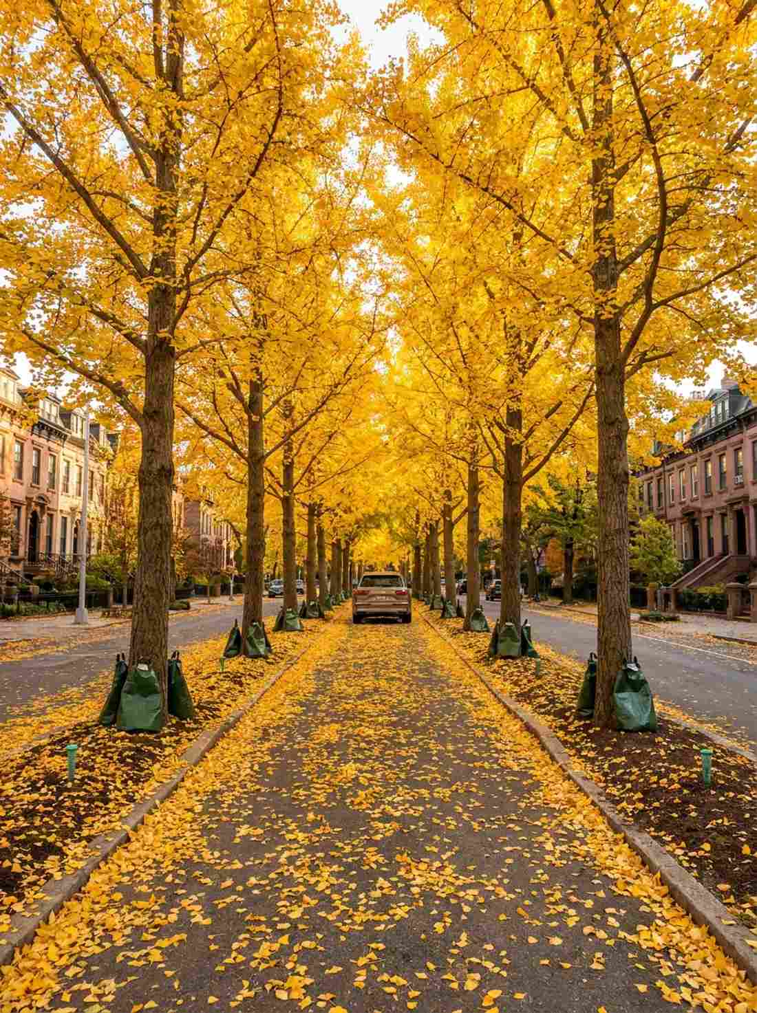 ginkgo
