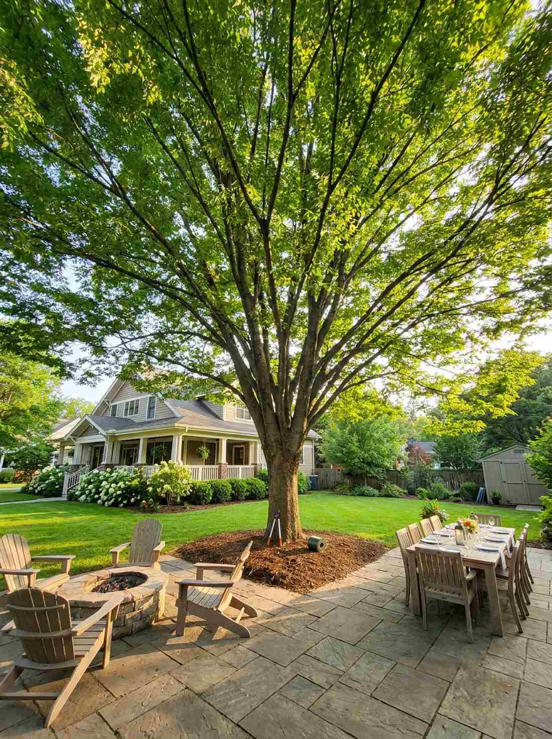 japanese zelkova