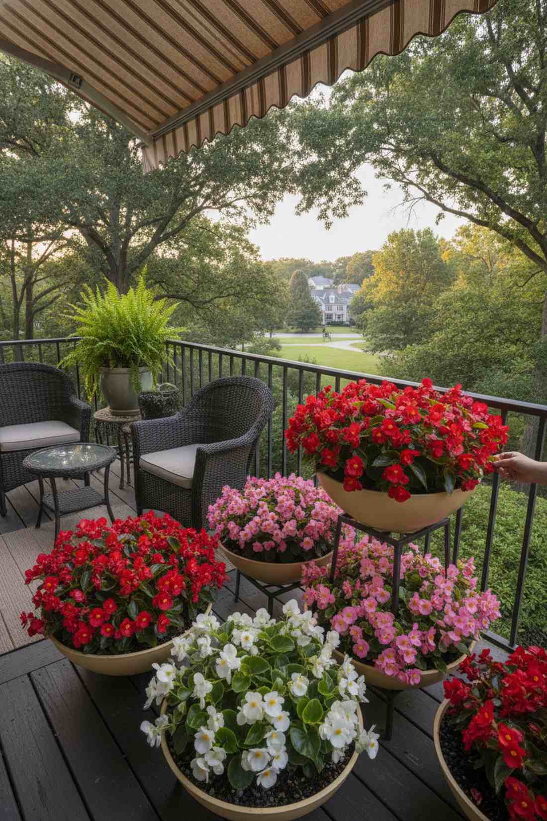 begonias