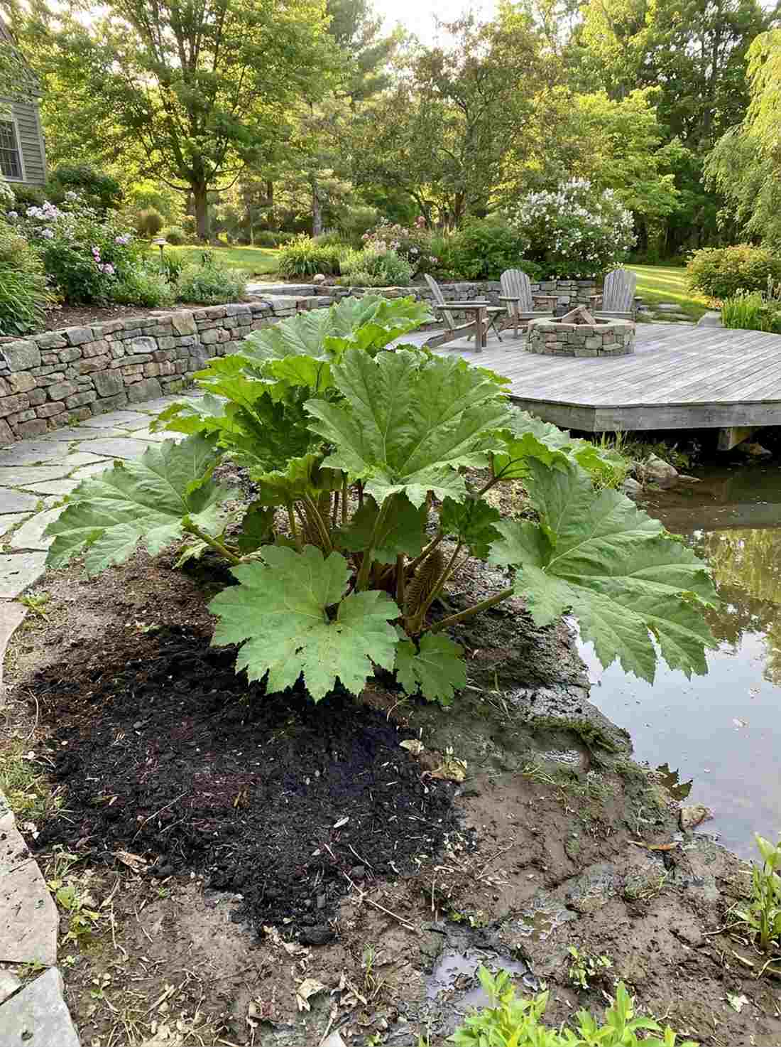 gunnera manicata giant rhubarb