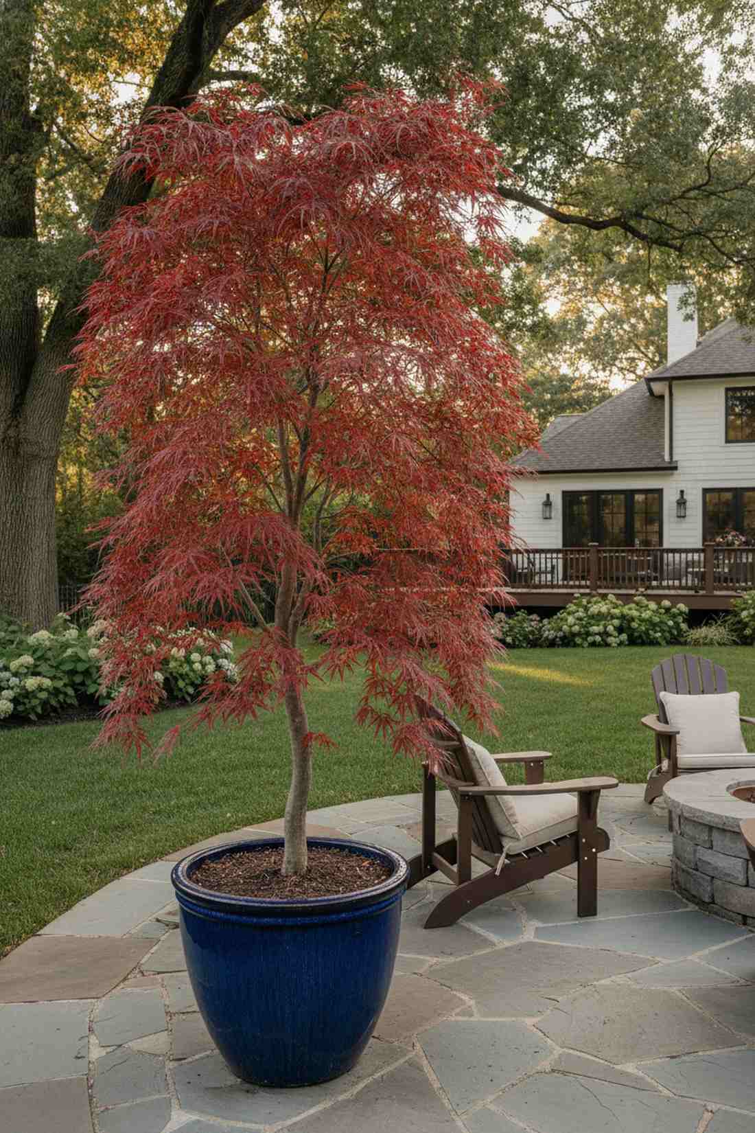 weeping japanese maple focal point