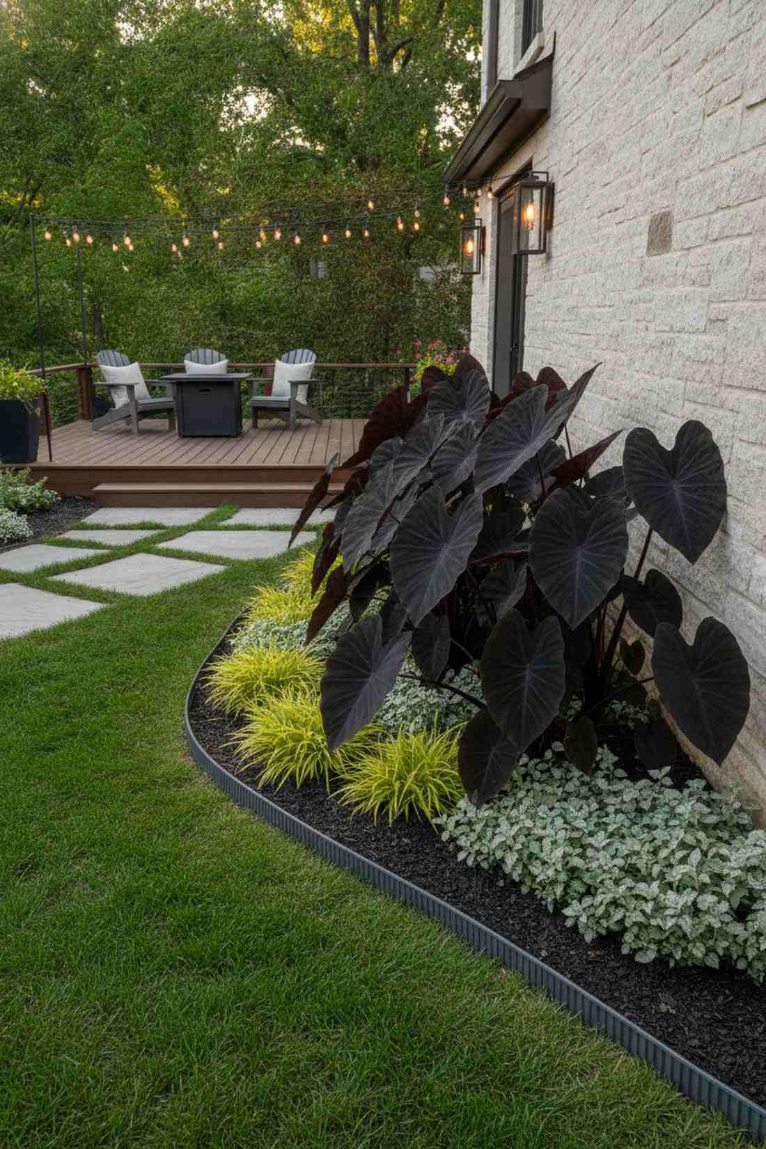 colocasia black magic