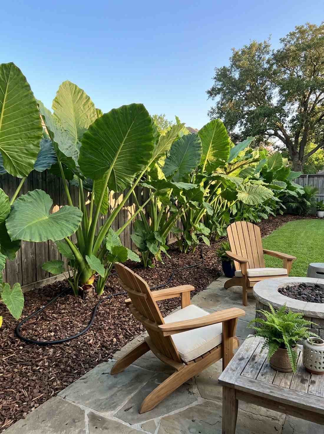 giant taro alocasia macrorrhiza