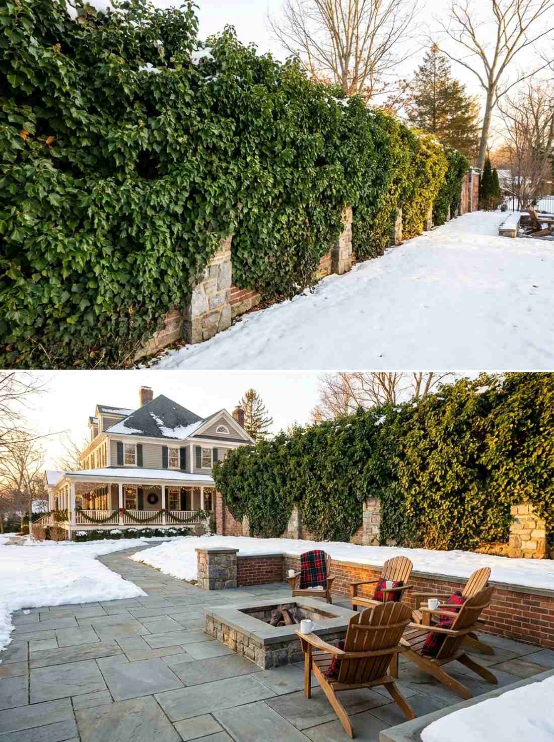 english ivy evergreen wall