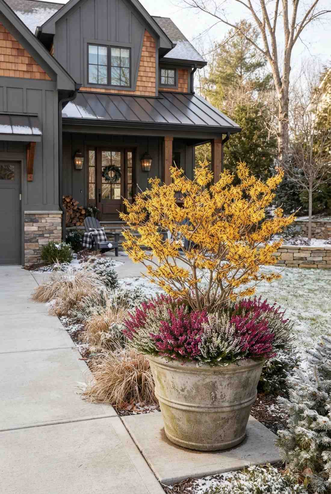witch hazel early fragrant blooms