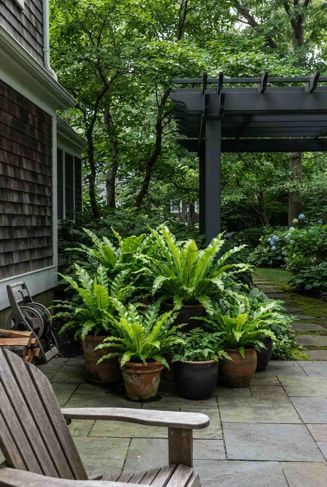 fern collection in shadow