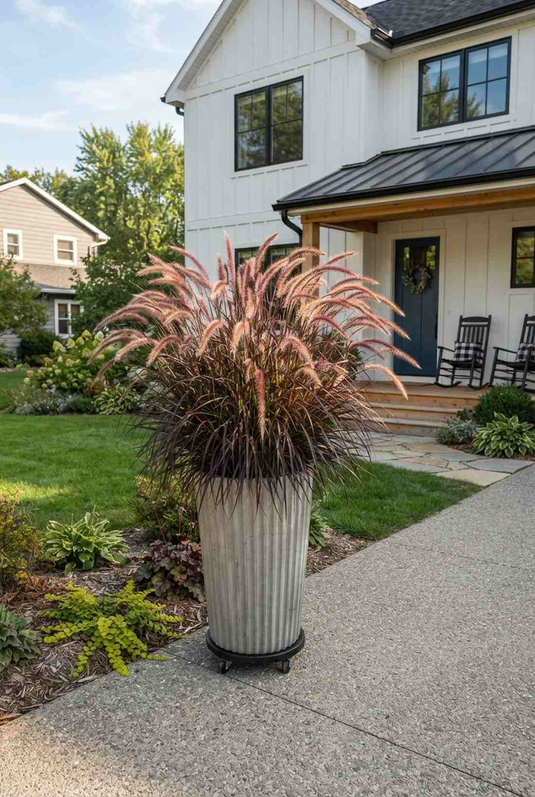 fountain grass
