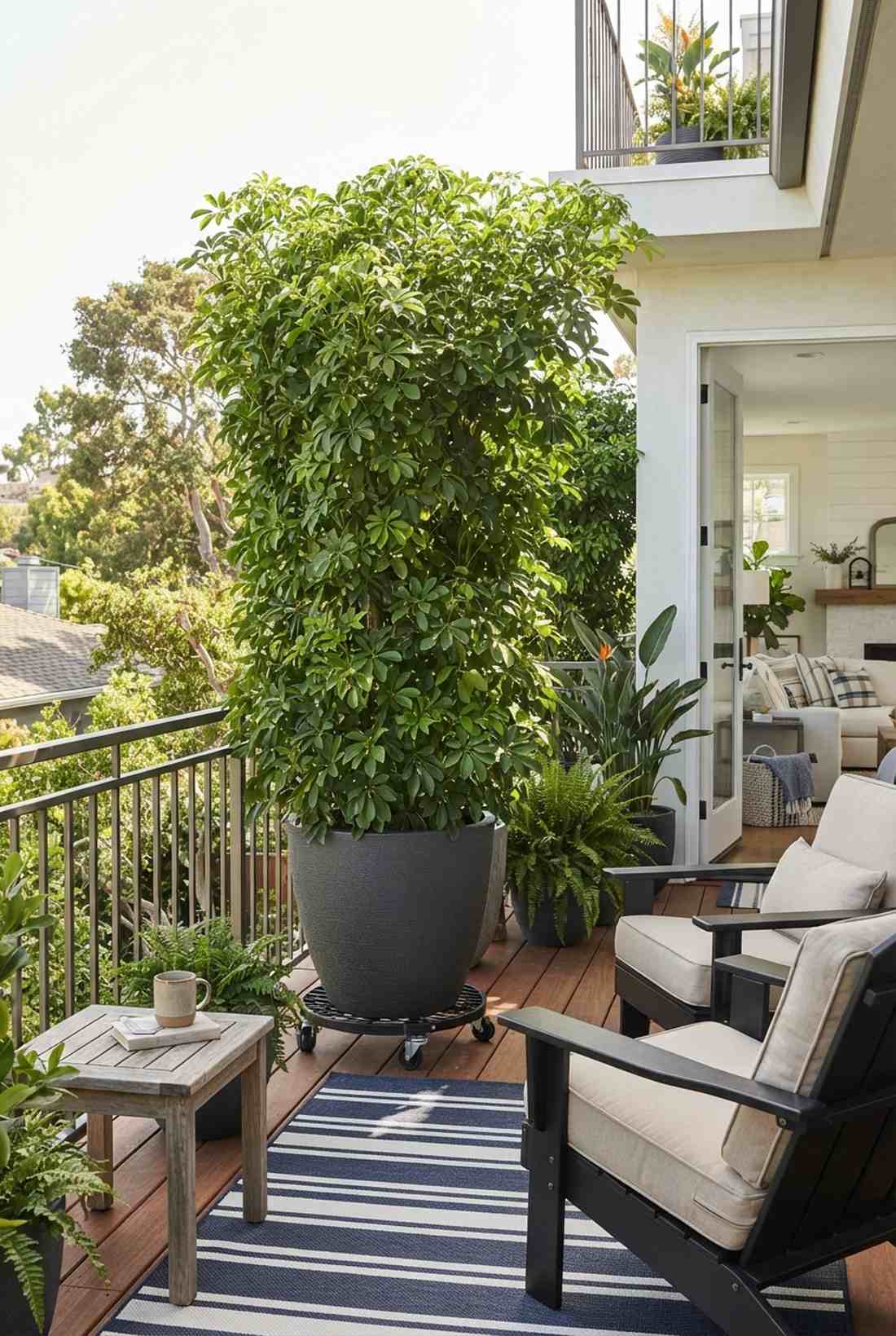 umbrella tree fast growing screen