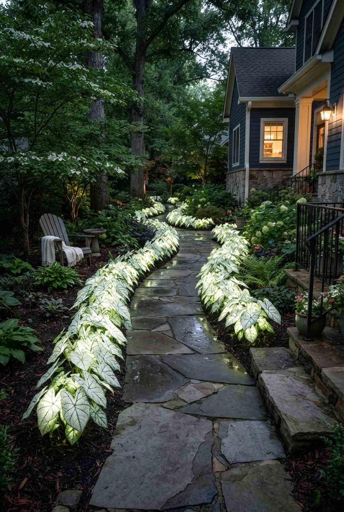 caladium white star